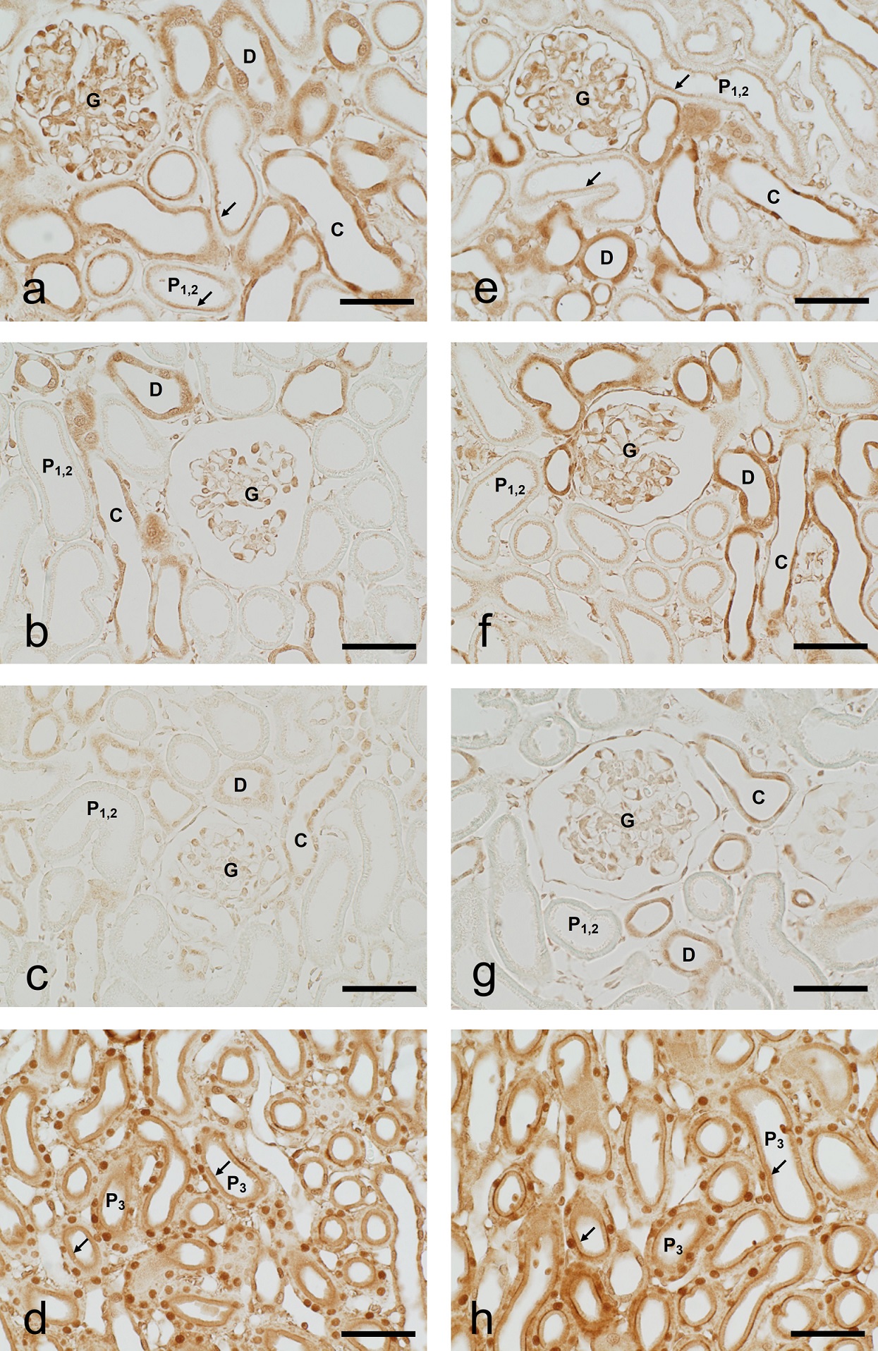 Immunohistochemical Localization of Alogliptin, a DPP-4 Inhibitor, in Tissues of Normal and Type 2 Diabetes Model Rat