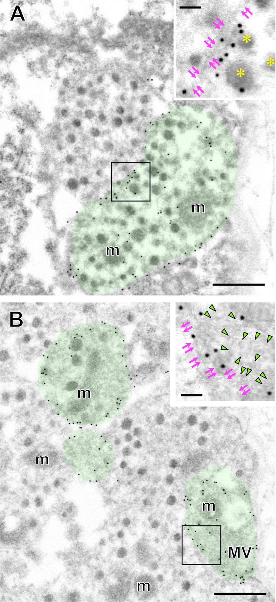 Membrane-Targeted palGFP Predominantly Localizes to the Plasma Membrane but not to Neurosecretory Vesicle Membranes in Rat Oxytocin Neurons