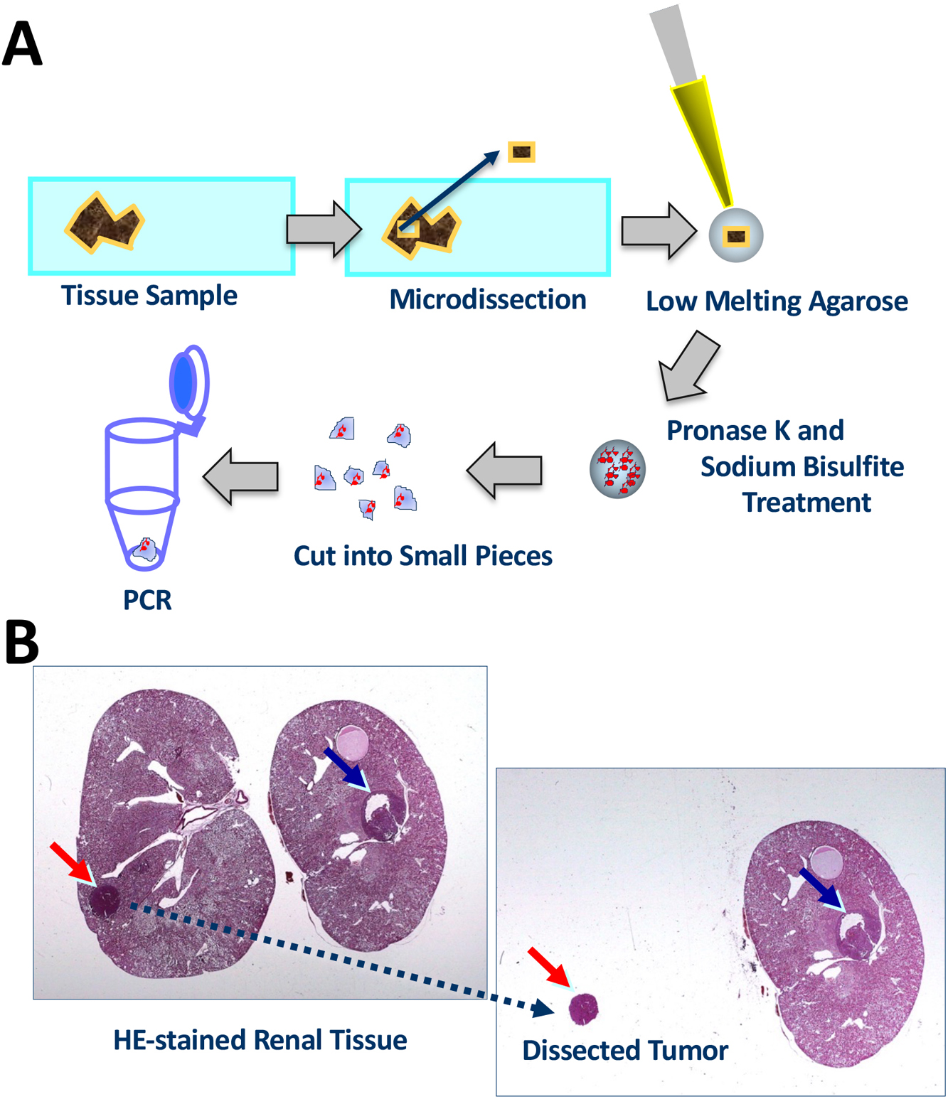 Why Does DNA Methylation Accumulate at CpG Loci?: Sequential Analysis of <i>Cdkn2a/p16<sup>Ink4a</sup></i> Gene Methylation in a Rat Renal Tumor Model